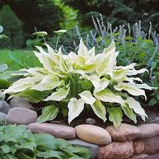 Image result for Hosta White Feather