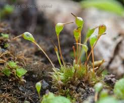 Attēlu rezultāti vaicājumam “Eurhynchiastrum pulchellum macro”