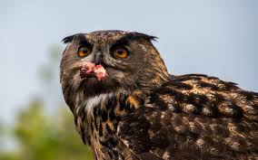 Attēlu rezultāti vaicājumam “Strigiformes”