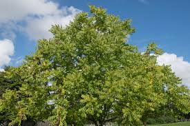 Attēlu rezultāti vaicājumam “Juglans nigra”