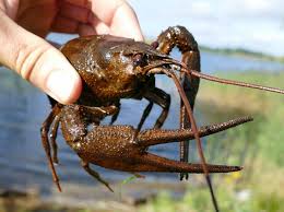 Attēlu rezultāti vaicājumam “Astacus leptodactylus”