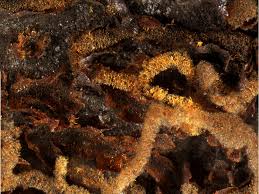 Attēlu rezultāti vaicājumam “Willkommlangea reticulata”