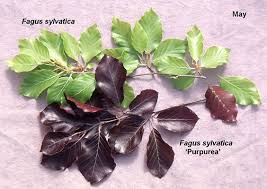 Attēlu rezultāti vaicājumam “Fagus sylvatica leaf”