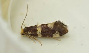 Attēlu rezultāti vaicājumam “Incurvaria praelatella”