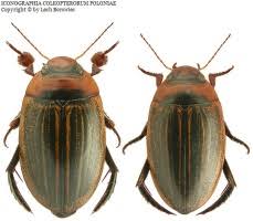 Attēlu rezultāti vaicājumam “Hydaticus transversalis”