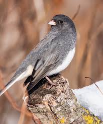 Image result for Junco hyemalis