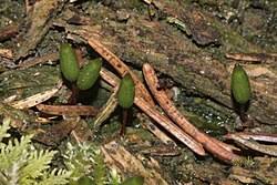 Attēlu rezultāti vaicājumam “Buxbaumia viridis”