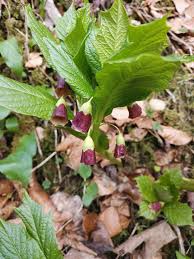 Attēlu rezultāti vaicājumam “Scopolia carniolica”