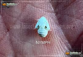 Attēlu rezultāti vaicājumam “Planaphrodes sp.”