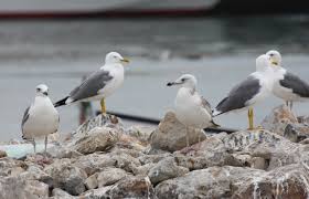 Image result for Larus cachinnans