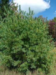 Attēlu rezultāti vaicājumam “Pinus sylvestris var. borussica”