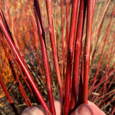 Attēlu rezultāti vaicājumam “Salix daphnoides subsp. acutifolia bud”