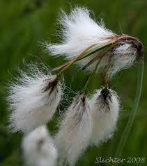 Attēlu rezultāti vaicājumam “Eriophorum latifolium”