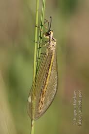 Attēlu rezultāti vaicājumam “Myrmeleontidae imago”