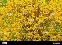 Attēlu rezultāti vaicājumam “Forsythia viridissima flower”