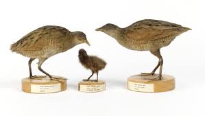 Attēlu rezultāti vaicājumam “Crex crex eggs”