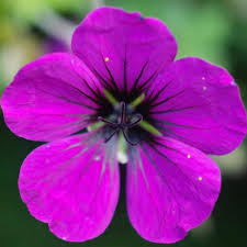 Image result for Geranium `Sandrine`