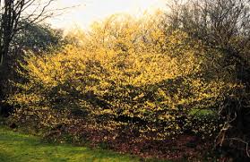 Attēlu rezultāti vaicājumam “Kurzia pauciflora”