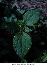 Attēlu rezultāti vaicājumam “Galinsoga quadriradiata leaf”
