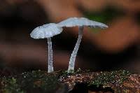 Attēlu rezultāti vaicājumam “Delicatula integrella”