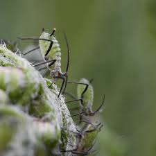 Attēlu rezultāti vaicājumam “Macrosiphoniella millefolii”