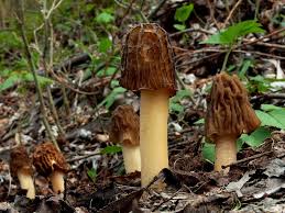 Attēlu rezultāti vaicājumam “Verpa bohemica”