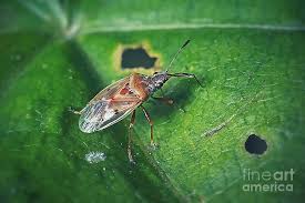 Attēlu rezultāti vaicājumam “Kleidocerys resedae”