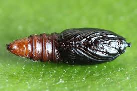 Attēlu rezultāti vaicājumam “Celypha siderana”