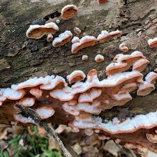 Attēlu rezultāti vaicājumam “Phlebia serialis”