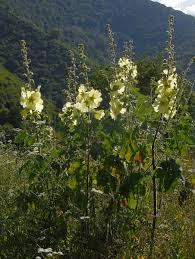 Image result for Alcea rugosa