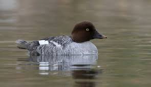 Attēlu rezultāti vaicājumam “Bucephala clangula female”