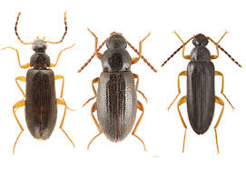 Attēlu rezultāti vaicājumam “Alleculidae”