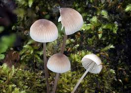 Attēlu rezultāti vaicājumam “Mycena filopes”