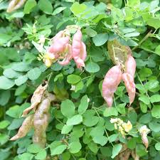 Image result for Colutea arborescens