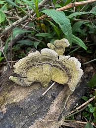 Attēlu rezultāti vaicājumam “Stereum fasciatum”