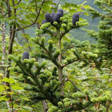 Attēlu rezultāti vaicājumam “Abies mariesii”