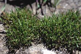 Attēlu rezultāti vaicājumam “Limosella aquatica leaf”