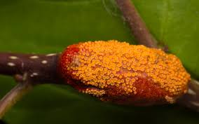 Attēlu rezultāti vaicājumam “Puccinia coronata”