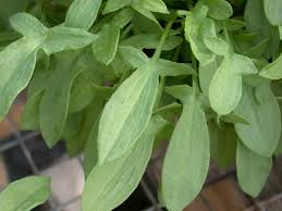 Attēlu rezultāti vaicājumam “Rumex acetosa leaf”