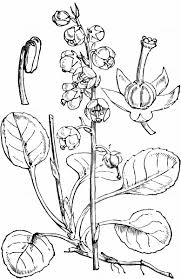 Attēlu rezultāti vaicājumam “Pyrola media”