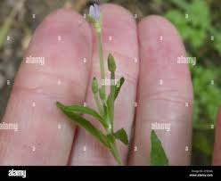 Attēlu rezultāti vaicājumam “Epilobium roseum”