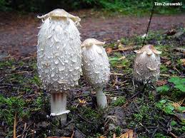 Attēlu rezultāti vaicājumam “Coprinus sp.”