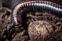 Attēlu rezultāti vaicājumam “Ommatoiulus sabulosus aimatopodus”