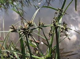 Attēlu rezultāti vaicājumam “Cyperus fuscus fruit”