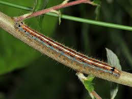 Attēlu rezultāti vaicājumam “Malacosoma neustria larva”