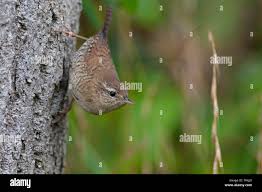 Attēlu rezultāti vaicājumam “Troglodytes troglodytes”