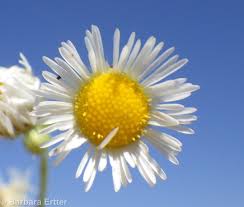 Attēlu rezultāti vaicājumam “Erigeron annuus flower”