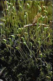 Attēlu rezultāti vaicājumam “| Dicranella”