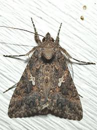 Attēlu rezultāti vaicājumam “Trichia longipalpis”