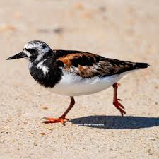 Attēlu rezultāti vaicājumam “Arenaria interpres”